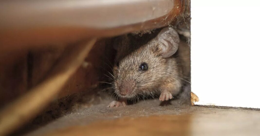 0_mouse-peeking-out-of-the-hole