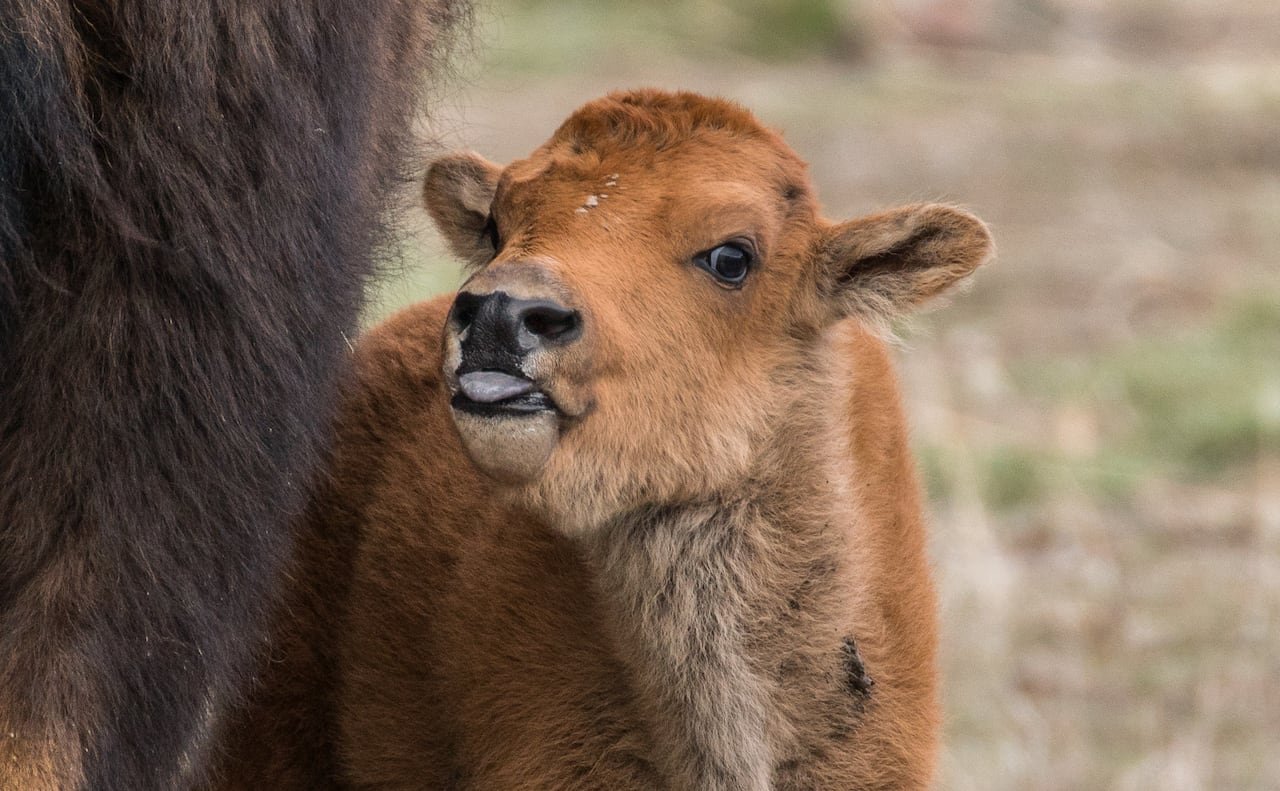 default-146 Wood bison are listed as a threatened species both territorially and nationally.