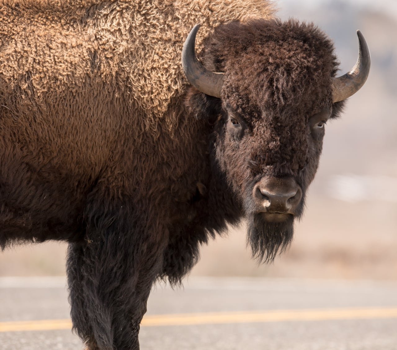 default-147 A large bull bison can be up to 900 kilograms and stand 2 metres tall, says Terry Armstrong, a bison biologist with the N.W.T. government.